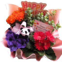 パンダ好きなお母さんへ 母の日 鉢植え パンダ入り  季節のお花お任せ  母の日 花 人気 プレゼント