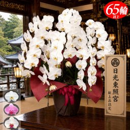 お祝い 御祝 胡蝶蘭 5本立ち 大輪 65輪以上 白 ピンク 白＆赤リップ  送料無料 開店 開業 開院 大臣 就任 移転 出店 新店 新築 叙勲 受賞 授賞 受章 授章 昇進 祝い 祝 開店祝い 開院祝い 開業祝い 移転祝い 就任祝い 花 洋ラン フラワー ギフト 贈り物 プレゼント 株主総会 オープン 新規 新装
