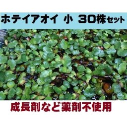 無農薬 ホテイアオイ 30株 浮草 ホテイ草 メダカ 産卵 ビオトープ 趣味 水草 ポイント消化