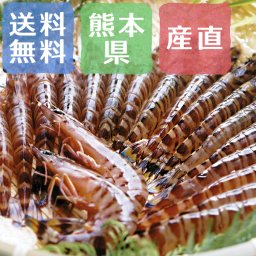 【送料無料】築地市場で最高評価「天草活車海老」【お誕生日祝い 内祝い 初節句 結婚祝い 引き出物 出産祝い 快気祝い お供え物 景品 賞品】【敬老の日 残暑見舞い】