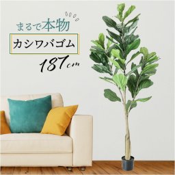 フェイクグリーン カシワバゴム 通販 フェイク グリーン 人工観葉植物 インテリアグリーン 大型 イミテーショングリーン インテリアプランツ 人工樹木 ポット 鉢植え アーティフィシャルグリーン 人工植物 おしゃれ リビング インテリア雑貨 GLP-1546