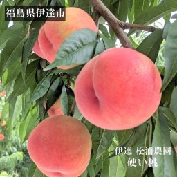 【予約】桃【伊達 松浦農園】硬い もも 2kg 5～7個 福島県 伊達市 《7/下旬～8/上旬出荷》フルーツ 送料無料【一部地域を除く】