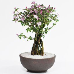 送料無料 根上がりの香丁木(コウチョウギ) 観葉植物 鉢植え 和 贈り物 趣味 プレゼント 退職 母の日 父の日 誕生日 シニア 昇進 祝い 開店 香丁木(コウチョウギ)【香丁木 盆栽 ミニ香丁木の盆栽 自然 和 ギフト 盆栽 開店 お祝い 退職 ラッピング 母の日 父の日 敬老の日 誕生日】