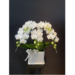 【SWAROVSKI×胡蝶蘭】Elegance5本立【名入れ可能】