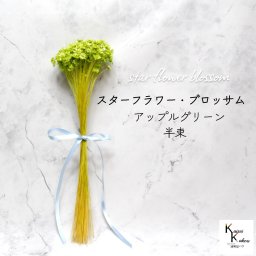 大地農園　「スターフラワー ブロッサム アップルグリーン 半束」  小花 ドライフラワー ハーバリウム アロマワックスバー サシェ キャンドル 花材