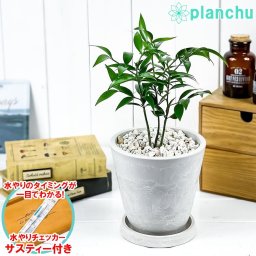 PLANCHU 観葉植物 ナギ 5号樹脂鉢 ホワイト サスティー付き 受け皿付き 育て方説明書付き Nageia nagi 梛 神の宿る木 幸せを呼ぶ木 縁結びの木 夫婦円満の木 ナギの木