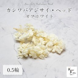 宅急便で発送 大地農園！ プリザーブドフラワー 「カシワバアジサイ オフホワイト 0.5輪分」 プリザ アジサイ 紫陽花 花材 ハーバリウム おしゃれ かわいい プレゼント 贈り物 オオチノウエン カシワバ