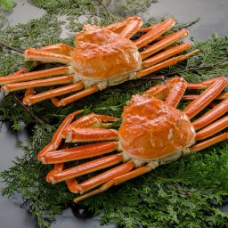 【訳あり】 本ズワイ 蟹 2尾 総量750g前後 ボイル済 ずわいかに姿  ずわいがに ズワイガニ