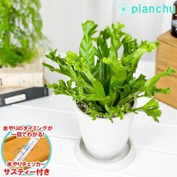 PLANCHU 観葉植物 アスプレニウム レズリー 4号樹脂鉢 ホワイト サスティー付き 受け皿付き 育て方説明書付き Asplenium nidus ‘Leslie’ シダ シマオオタニワタリ