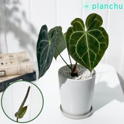 PLANCHU 観葉植物 アンスリウム クラリネルビウム 4号鉢 受け皿付き 育て方説明書付き Anthurium clarinervium