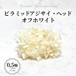メール便で発送 大地農園！プリザーブドフラワー 「ソフトピラミッドアジサイ オフホワイト 0.5輪分」 プリザ アジサイ 紫陽花 花材 ハーバリウム おしゃれ かわいい プレゼント 贈り物  オオチノウエン ソフトピラミッドアジサイ・ヘッド
