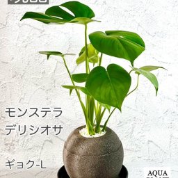 【モンステラ デリシオサ】【アクアプラントポット　玉（ギョク）L ブラック】