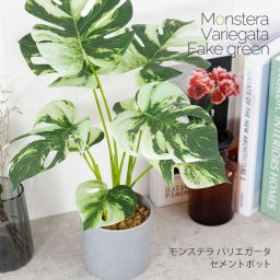 モンステラ バリエガータ セメントポット