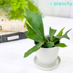 PLANCHU 観葉植物 ビカクシダ アルキコルネ 3.5号鉢 受け皿付き 育て方説明書付き Platycerium alcicorne アルシコルネ プラティケリウム コウモリラン シダ