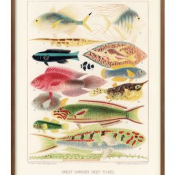 海洋生物 ビンテージイラスト A3 サイズ ポスター アート おしゃれ 絵画 インテリア 北欧 イラスト マット紙 艶消し アートパネル 額 フレーム デザイン 壁掛け ギフト 新築祝い ディスプレイ 引越し祝い　新生活　空間デザイン 