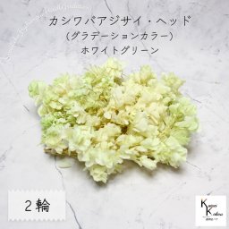 メール便で発送 大地農園！ プリザーブドフラワー 「カシワバアジサイ (グラデーション) ホワイトグリーン 2輪分」 アジサイ