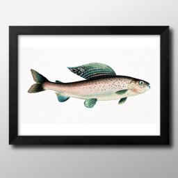 海洋生物 ビンテージイラスト A3 サイズ ポスター アート おしゃれ 絵画 インテリア 北欧 イラスト マット紙 艶消し アートパネル 額 フレーム デザイン 壁掛け ギフト 新築祝い ディスプレイ 引越し祝い　新生活　空間デザイン 