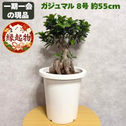 ガジュマル 観葉植物 8号鉢 現品販売 多幸の木 縁起樹 贈り物 新築祝い 開店祝い 結婚祝い 引っ越し祝い 退職祝い 誕生日 お祝い ギフト プレゼント 育てやすい 大型 鉢植え 玄関 リビング 室内 風水 おしゃれ 観賞用