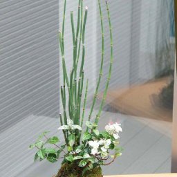 苔玉 トクサ・初雪カズラ 寄せ植え苔玉 くらま岩器セット 敷石つき きりりとした立ち姿 研草 研ぐ草 日陰 苔 こけ コケ  コケダマ こけ玉 とくさ ハツユキカズラ