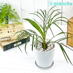 PLANCHU 観葉植物 フェニックス ロベレニー 4号鉢 受け皿付き 育て方説明書付き Phoenix roebelenii 実生 シンノウヤシ