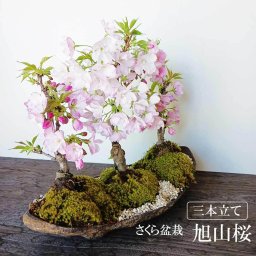 豪華三本植え！徒歩０分のお花見楽しめます！【八重咲の桜　旭山桜の三本植え盆栽（くらま鉢）】