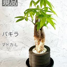 【送料】【パキラ】【アクアプラントポット　円（マドカ）L ブラック】