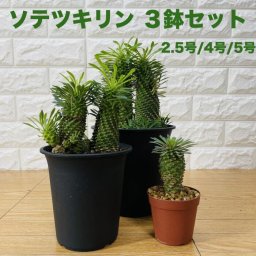 観葉植物 ユーフォルビア ソテツキリン 3鉢セット 2.5号 4号 5号 パイナップルコーン 蘇鉄麒麟 多肉植物 おしゃれな室内インテリア 結婚祝い 新築祝い 開店 開業祝い 誕生日 母の日 父の日 記念日 敬老の日 部屋 リビング 玄関 ベランダ プレゼント ギフト テレビ横