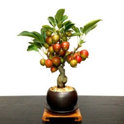 おすすめギフト 盆栽 姫りんご 大人気 健康祈願 ミニ盆栽 癒し 植物 花が咲く 出産祝い盆栽 風水開運盆栽 盆栽 ミニ 室内 初心者 引っ越し祝い 癒し 植物 父親 誕生日 プレゼント 盆栽 ギフト 令和
