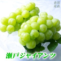 マスカット ぶどう 瀬戸ジャイアンツ 桃太郎ぶどう ［1.5kg＝約750g×2房］ ギフト 種なし 葡萄 高糖度 皮ごと 瀬戸内 秀品 高級 果物 くだもの フルーツ プレゼント 贈答 贈答用 お取り寄せ グルメ 御祝 御礼 内祝