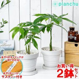 観葉植物 パキラ ネジリ＆ストレート 2鉢セット 5号樹脂鉢 カーヴホワイト サスティー付き 受け皿付き 育て方説明書付き Pachira glabra 発財樹 実生