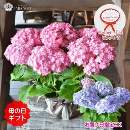 母の日ギフト あじさいの鉢植え 鉢カバー付  紫陽花 ひな祭りルナ【母の日 花 母の日 プレゼント アジサイ 鉢花 プレゼント 母の日 花鉢 花ギフト  贈り物 おしゃれ ブルー ピンク 可愛い 送料無料】