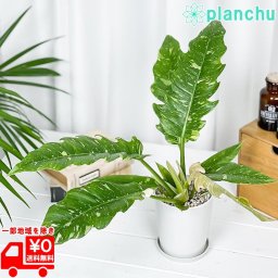 PLANCHU 観葉植物 フィロデンドロン リングオブファイア 4号鉢 受け皿付き 育て方説明書付き Philodendron ‘Ring Of Fire’ リングオブファイヤー アロイド 斑入り