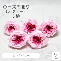 大地農園！プリザーブドフラワー 「ローズ・てまり・ミルフィーユ ピンクベリー 5輪」 プリザ 花材 ハーバリウム おしゃれ かわいい プレゼント 贈り物　オオチノウエン バラ 薔薇 ローズ rose