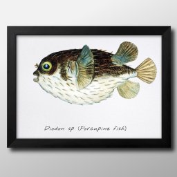 海洋生物 ビンテージイラスト A3 サイズ ポスター アート おしゃれ 絵画 インテリア 北欧 イラスト マット紙 艶消し アートパネル 額 フレーム デザイン 壁掛け ギフト 新築祝い ディスプレイ 引越し祝い　新生活　空間デザイン 