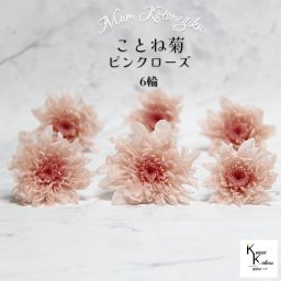 大地農園　「ことね菊 ピンクローズ 6輪」　プリザーブドフラワー　プリザ　ハーバリウム　小花 ドライフラワー ハーバリウム アロマワックスバー