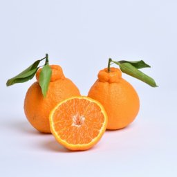 葉付デコポン 〈愛媛〉 3kg デコポン