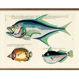 海洋生物 ビンテージイラスト A3 サイズ ポスター アート おしゃれ 絵画 インテリア 北欧 イラスト マット紙 艶消し アートパネル 額 フレーム デザイン 壁掛け ギフト 新築祝い ディスプレイ 引越し祝い　新生活　空間デザイン 