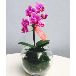 マイクロ胡蝶蘭 コケ玉 1本立ち 苔玉胡蝶蘭