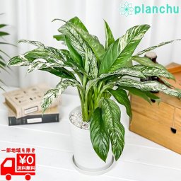 PLANCHU 観葉植物 スパティフィラム いせ姫 5号鉢 受け皿付き 育て方説明書付き Spathiphyllum ‘Isehime’ 斑入り イセヒメ アロイド PVP