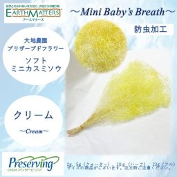 宅急便で発送 大地農園！プリザーブドフラワー　「22g ソフトミニカスミ草 クリーム」プリザ　カスミソウ　カスミ草　 花材 ハーバリウム おしゃれ かわいい プレゼント 贈り物　オオチノウエン