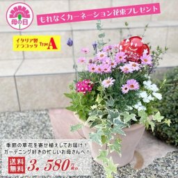 【母の日ギフト】旬の草花をイタリア製テラコッタ に寄せ植えしてお届け（TypeA）
