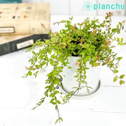PLANCHU 観葉植物 シンジュコケモモ 4号鉢 受け皿付き 育て方説明書付き Sphyrospermum buxifolium 真珠コケモモ スフィロスペルムム