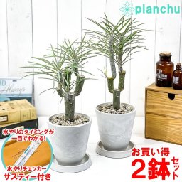 観葉植物 モンキーツリー 4号樹脂鉢 ホワイト 2鉢セット サスティー付き 受け皿付き 育て方説明書付き Senecio kleinia neriifolia セネシオ クレイニア 天竜