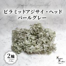メール便で発送 大地農園！プリザーブドフラワー 「ソフトピラミッドアジサイ パールグレー 2輪分」 プリザ アジサイ 紫陽花 花材 ハーバリウム おしゃれ かわいい プレゼント 贈り物 オオチノウエン ソフトピラミッドアジサイ・ヘッド