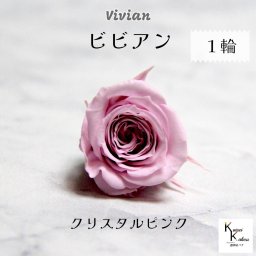 大地農園！プリザーブドフラワー 「ビビアン クリスタルピンク 1輪」  プリザ 花材 ハーバリウム  おしゃれ かわいい プレゼント 贈り物 オオチノウエン バラ 薔薇 ローズ rose