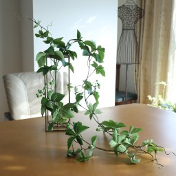 シサス　ガーランド　マジカルウォーター　インテリア　観葉植物　開店祝い　アンティーク風花器　125