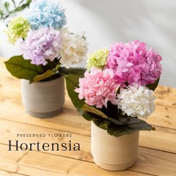 プリザーブドフラワー 開店祝い 『hortensia オルタンシア』 お見舞い 退院祝い 開業祝い 新築祝い 結婚祝い 結婚記念日 退職祝い 卒業祝い 還暦祝い 誕生日プレゼント 母の日 クリスマス プリザードフラワー ギフト