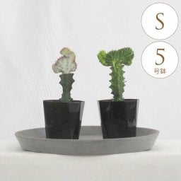 観葉植物 ユーフォルビア S 5号鉢  植物 5号 インテリア 室内 リビング 屋外 ベランダ 植木 玄関 庭 テラス オフィス 人気 多肉植物 多肉