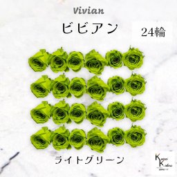 大地農園！プリザーブドフラワー 「ビビアン ライトグリーン 24輪(1箱)」  プリザ 花材 ハーバリウム  おしゃれ かわいい プレゼント 贈り物 オオチノウエン バラ 薔薇 ローズ rose