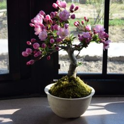 プレゼントにしてもきれいに　ハナカイドウ　　2025年４月頃に開花　ミニ盆栽
